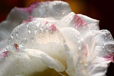 《护林员模拟器》宣传片公开 登陆Steam抢先体验